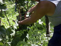 La Vendemmia
