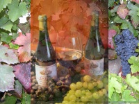 Produzione